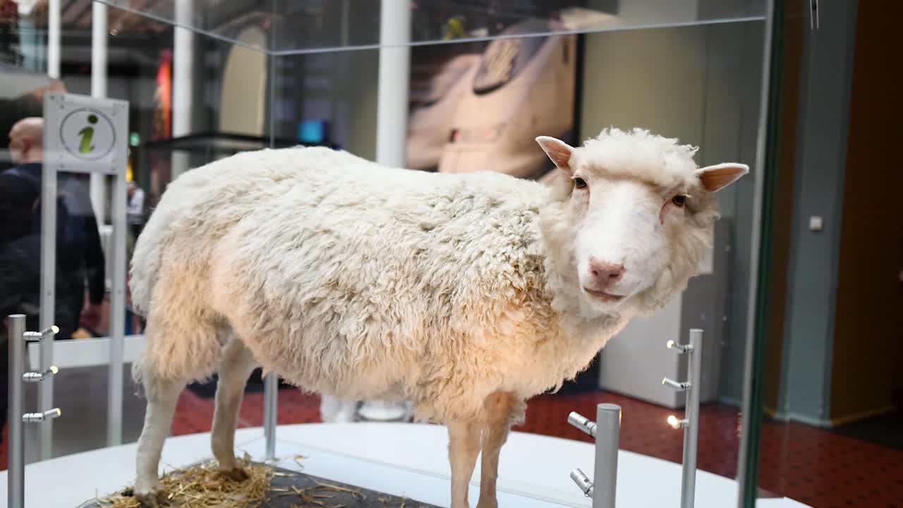 박물관 에서 유리 상자 에 전시 된 양 들