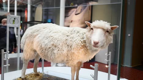 ovejas expuestas en vitrinas en museos