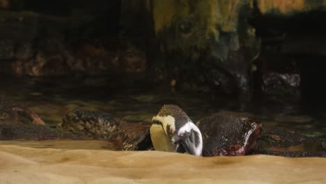 cute itchy african penguin scratches head with foot by shallow pool
