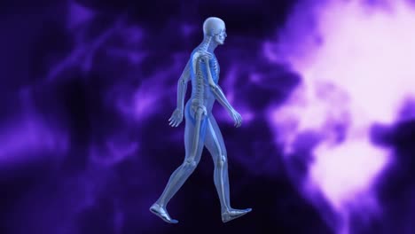 Animation-of-human-body-model-walking-against-purple-digital-waves-on-black-background