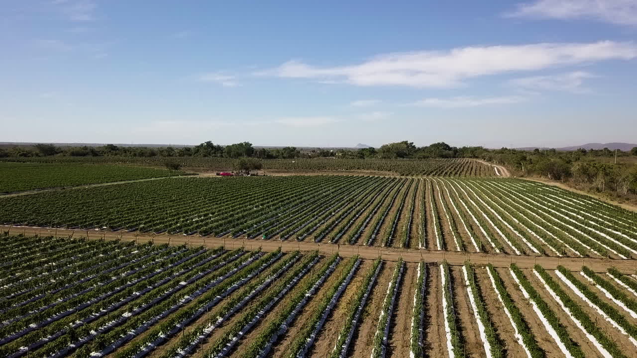 real estate property used for the production of vegetable foodstuffs, Mexico