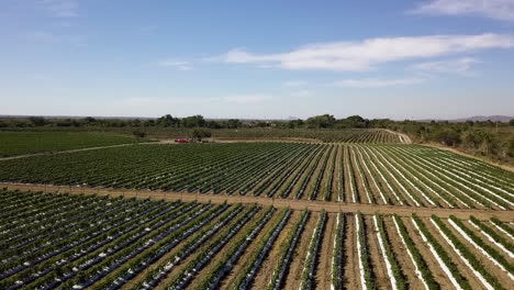 real estate property used for the production of vegetable foodstuffs, mexico