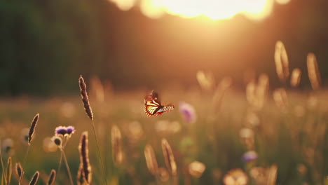 butterfly in a field at sunset