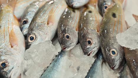 fresh sea fish on display for sale in a fish market