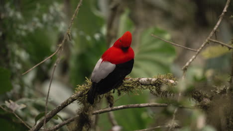 isolated close up shot of andean cock-of-the-rock bird sitting on a branch in the tropical forest