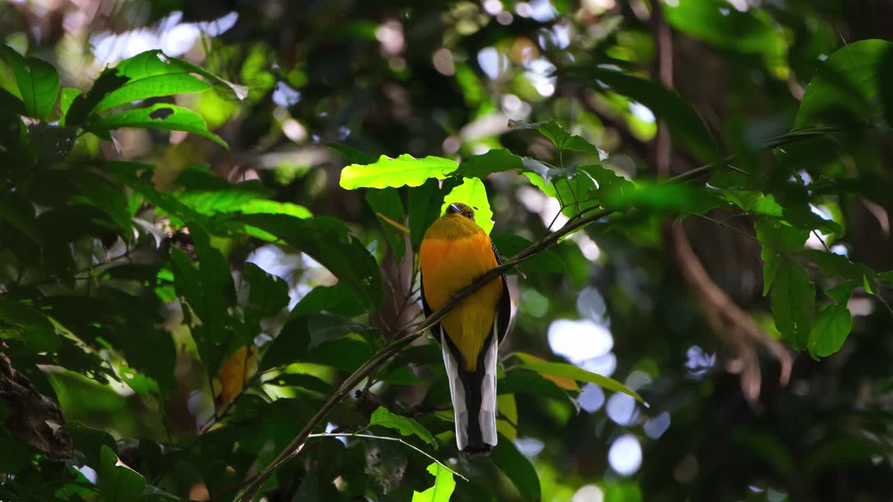 trogón de pecho naranja, harpactes oreskios, parque nacional kaeng krachan, tailandia