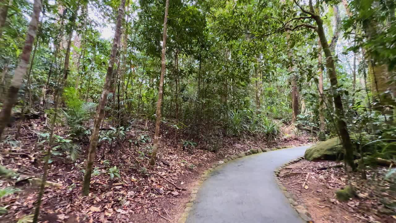 A tranquil walk along a winding path through lush rainforest under soft, natural light in Port Douglas, Australia