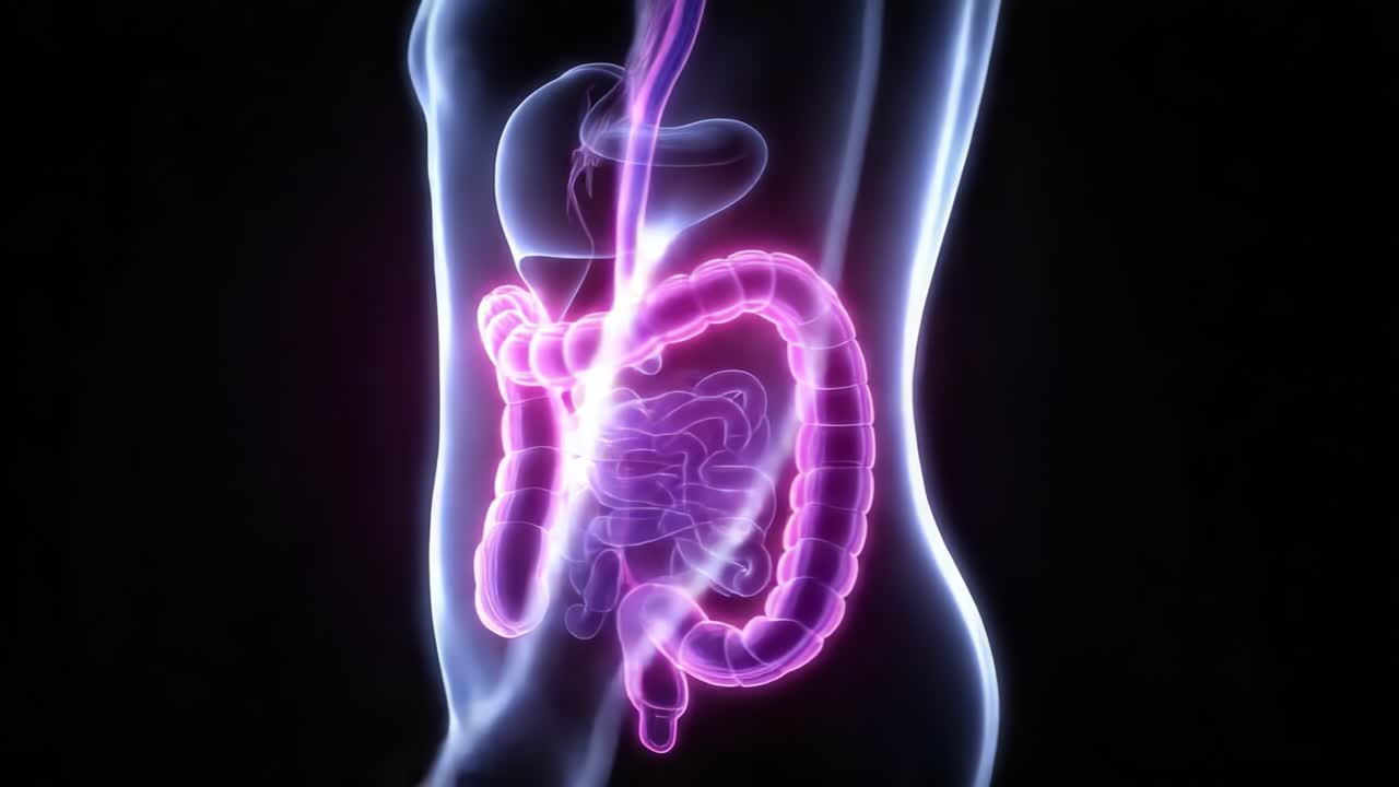 A Detailed Visualization of the Human Digestive System, Highlighting the Esophagus, Stomach, and Intestines in a Glowing Neon Representation