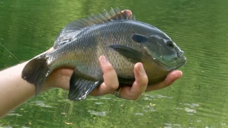 Männerhand-Mit-Einem-Fisch,-Der-Gehalten-Und-Gestoßen-Wird