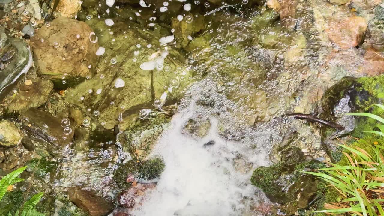 Overhead view of clear stream water rushing over mossy rocks and plants in daylight