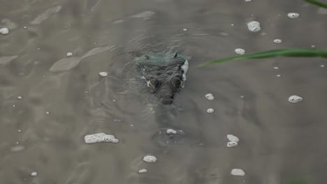 Crocodile-Poking-Out-of-Tarcoles-River-with-Leaves-in-Foreground