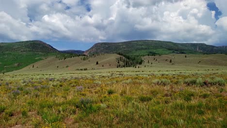 Fish-Lake-National-Forest-and-wildflower-panorama