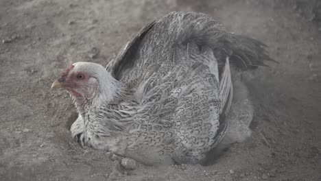 Weißes-Huhn-Gräbt-Sich-In-Erde,-Um-Ein-Staubbad-Zu-Nehmen,-Und-Atmet-Dann-Schwer