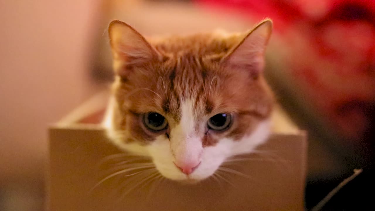 gato sentado en una caja de cartón y yawing