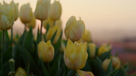 Makroaufnahme-Einer-Schönen-Gruppe-Frischer-Gelber-Tulpen-Im-Sanften-Sonnenuntergangslicht-Im-Freien