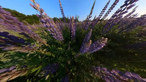 tall violet lupine bluebonnet flowers next to agriculture field illuminated by sunrise