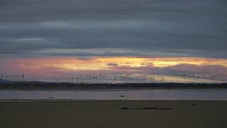 Vista-Espectacular-De-Muchos-Gansos-Migrando-En-La-Playa-Escocesa-Moray-Findhorn-Al-Atardecer