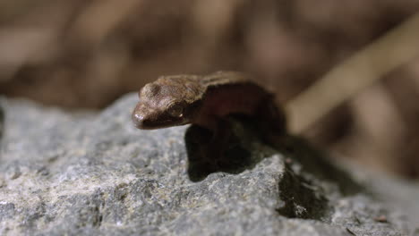 Tokay-gecko-rests-on-rock-during-midday-sun---wide-shot