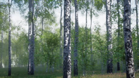 birch trees in a forest