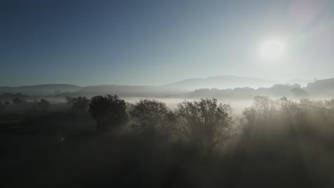 Helle-Sonne-Beleuchtet-Den-Düsteren-Wald,-Umgeben-Von-Dichtem-Nebel,-Schwenk-Nach-Links