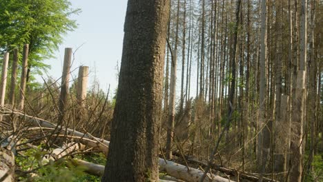 fell down trees in dead dry spruce forest hit by bark beetle in czech countryside