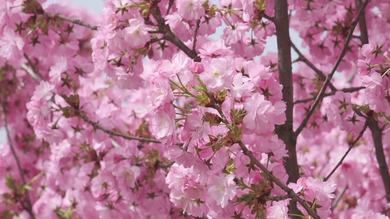 완전한 꽃을 피우는 섬세한 체리 꽃, 봄의 도착의 부드러운 징조, 미묘한 빛으로 부드러운 초점에 포착