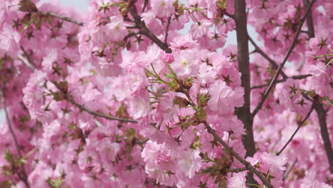 Delicadas-Flores-De-Cerezo-En-Plena-Floración,-Una-Suave-Señal-De-La-Llegada-De-La-Primavera,-Capturadas-En-Un-Enfoque-Suave-Con-Una-Sutil-Luz-Solar.