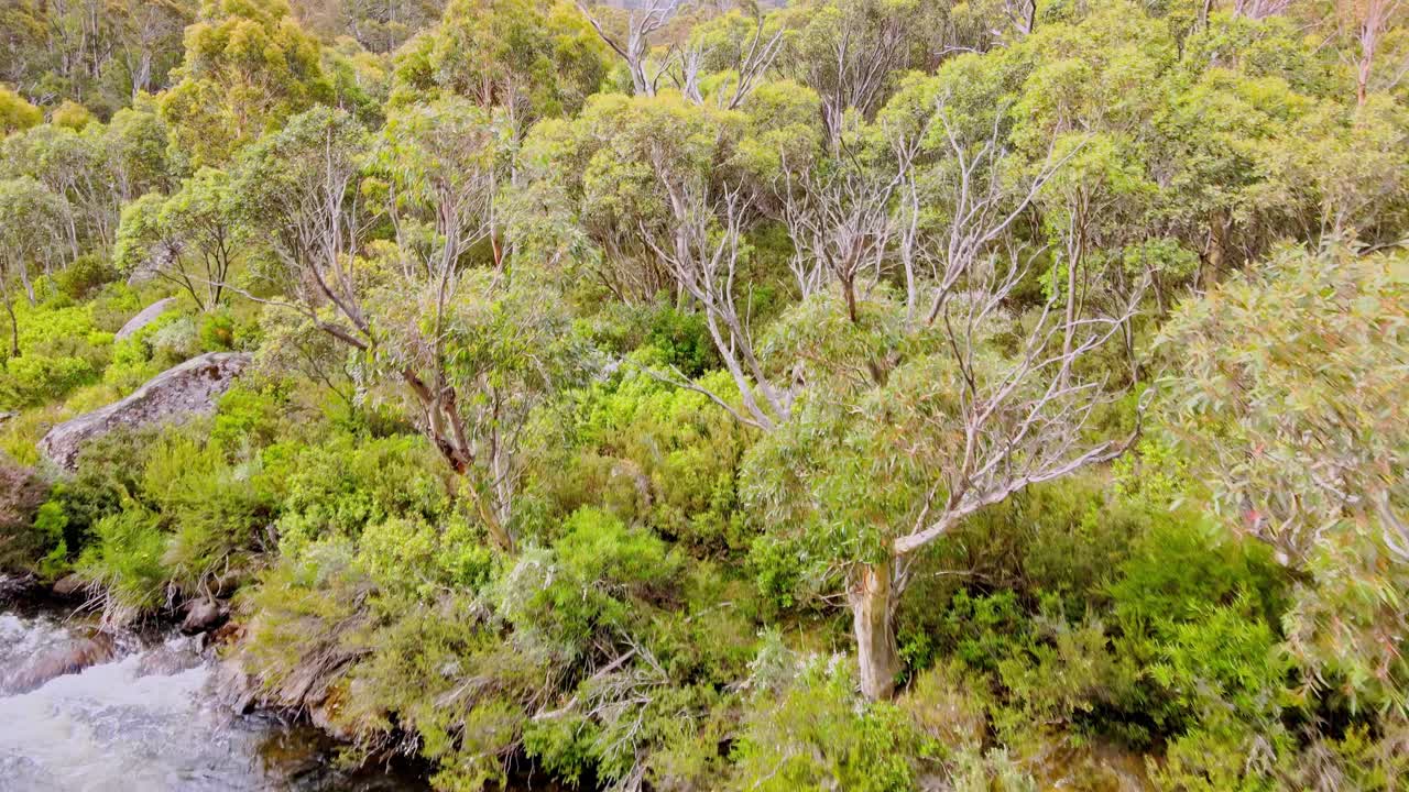 río fresco en los bosques del parque nacional de kosciuszko, nueva gales del sur, australia