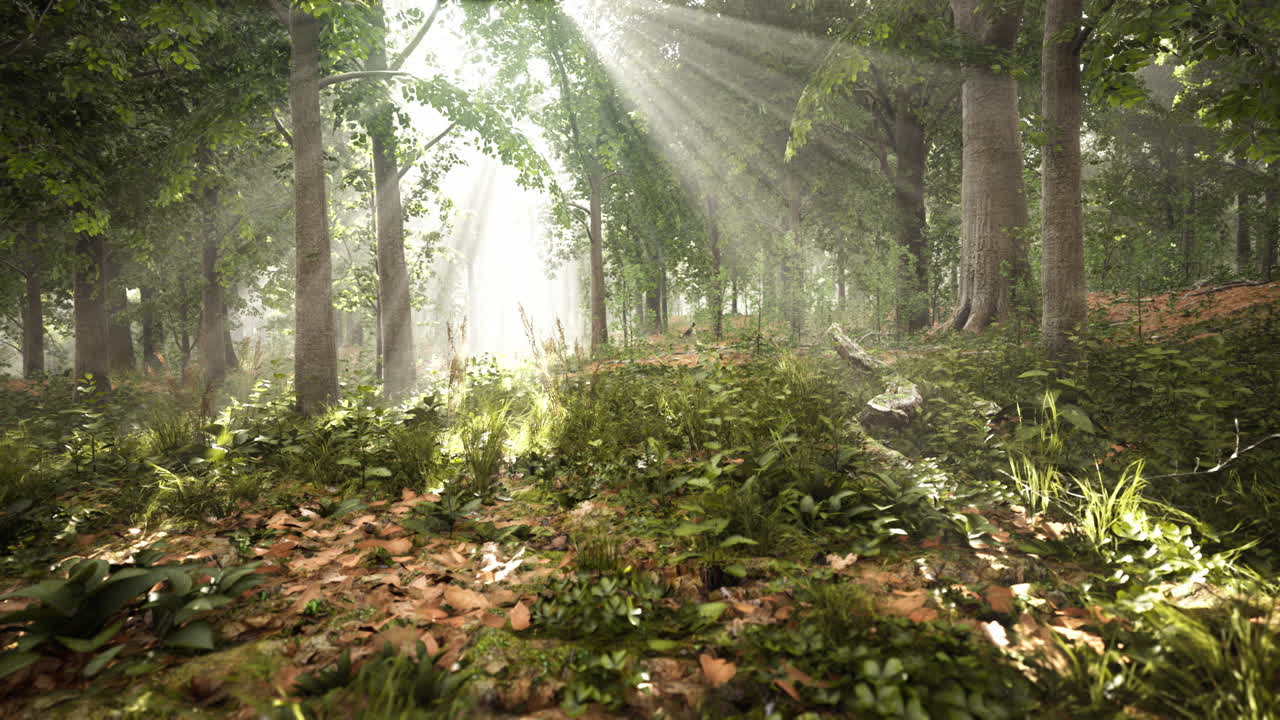 숲 나무 자연 녹색 나무 빛