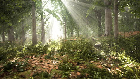 forest trees nature green wood sunlight view