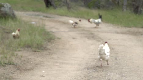 En-La-Vida-Silvestre-De-La-Granja-Abierta-Natural-Pollos-Y-Gallos-Persiguiendo-Y-Peleando-Divertido