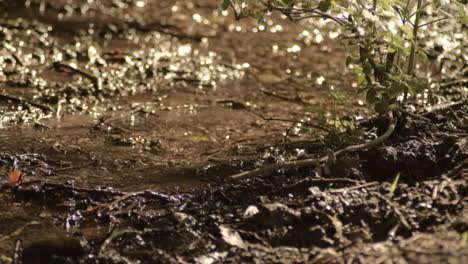 stream in the countryside trickling water