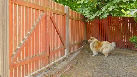 hermoso collie áspero ladrando cerca de la valla de madera en el patio del campo