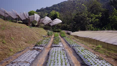 modern agricultural farm with greenhouses and plant rows