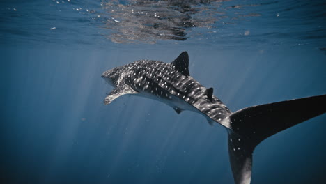 rearview of caudal fin and dorsal pectoral fins of whale shark in slow motion underwater