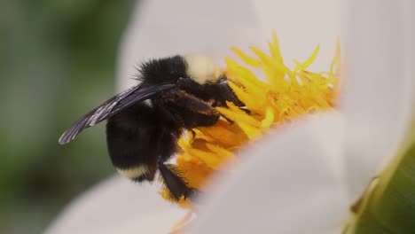 a black and yellow bumble bee extracting nectar from dahlia flowers in slow motion