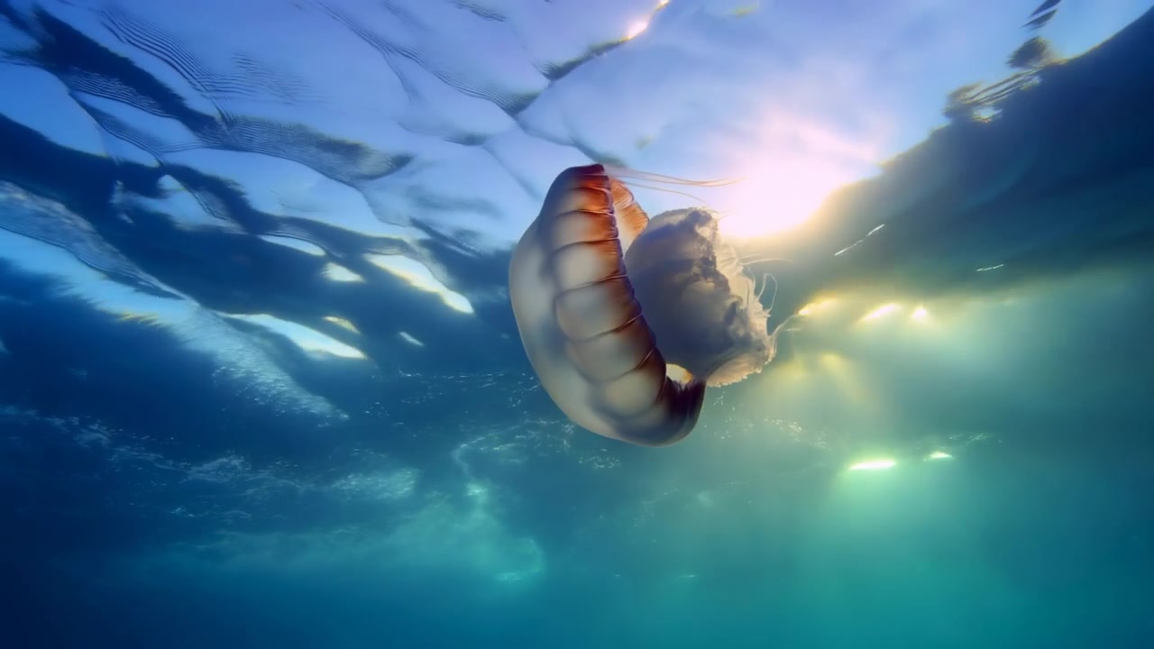 Una sequenza intermedia mostra una medusa che galleggia in acqua blu illuminata dal sole, con bolle che salgono e luce che filtra dall'alto, creando un ambiente sottomarino tranquillo.