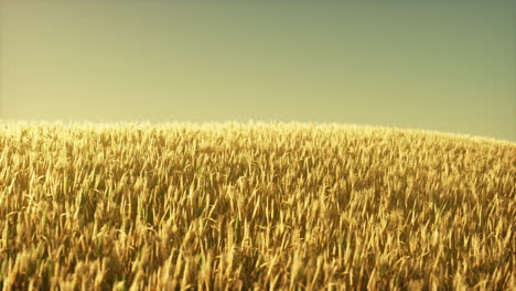 campo de trigo agrícola bajo la puesta del sol