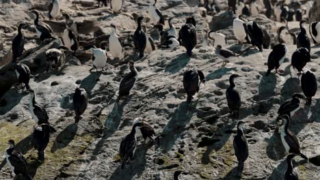 Rock-Shag-Sea-Birds-On-The-Islands-In-Beagle-Channel,-Ushuaia,-Argentina