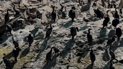 aves marinas de rocas en las islas en el canal beagle, ushuaia, argentina