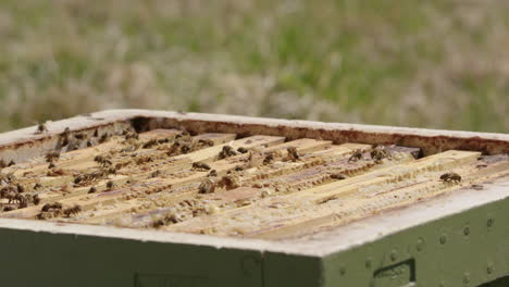 beekeeping - beekeeper covers a beehive in an apiary, slow motion close up