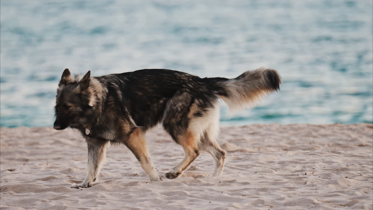 Close up of a dog running and playing on the beach