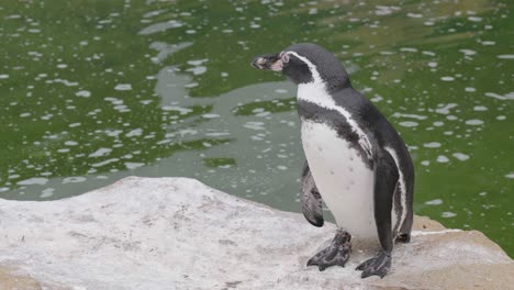 humboldt penguin stands on rock next to green water