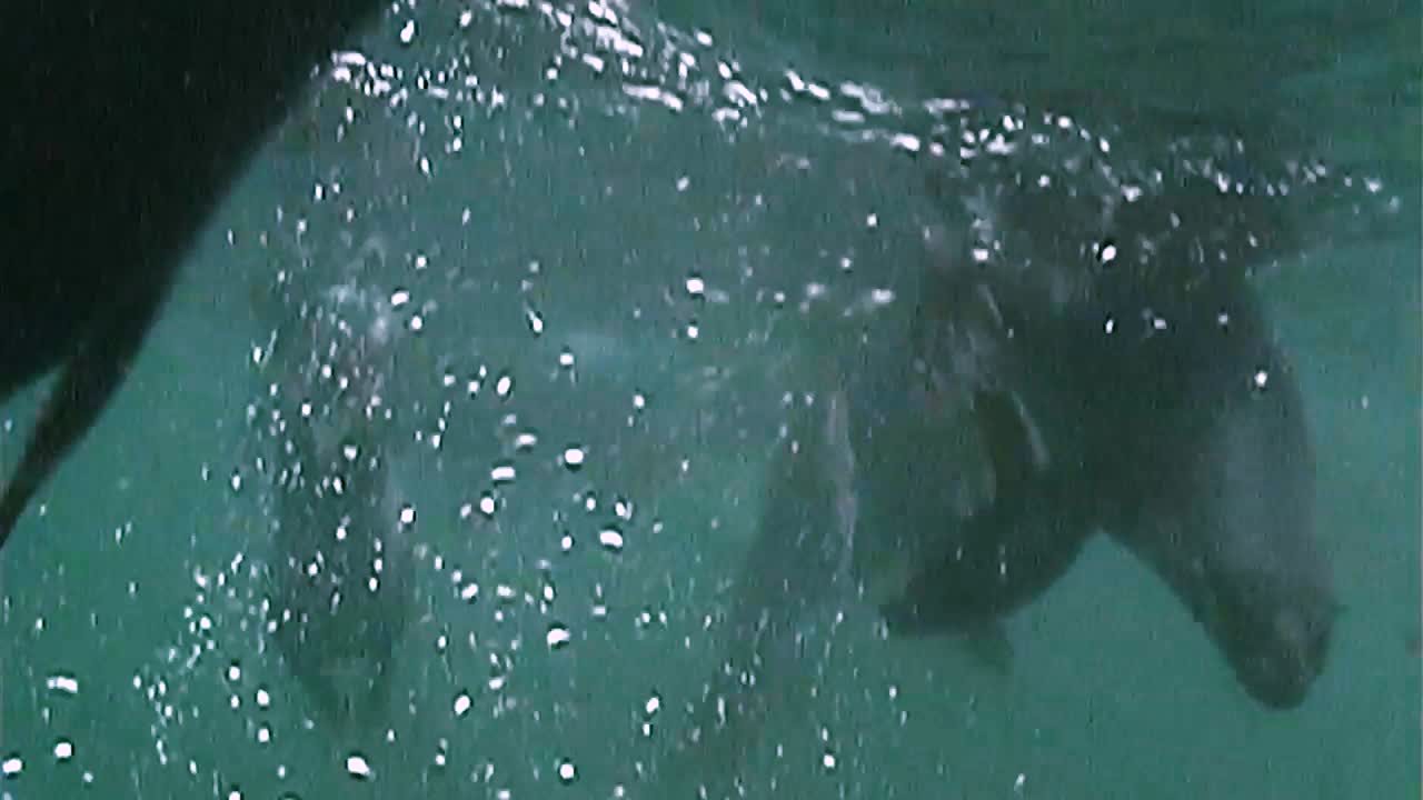 северные морские котики и их детеныши плавают под водой у островов прибилоф