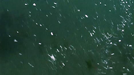 Northern-Fur-Seals-And-their-Cubs-Swimming-Underwater-Near-the-Pribilof-Islands