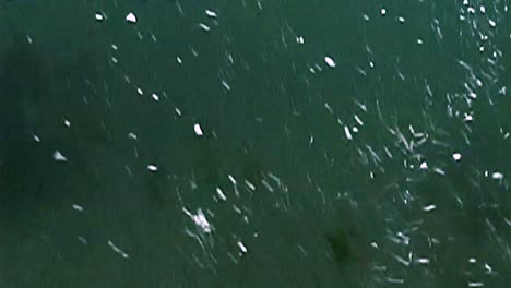 northern fur seals and their cubs swimming underwater near the pribilof islands