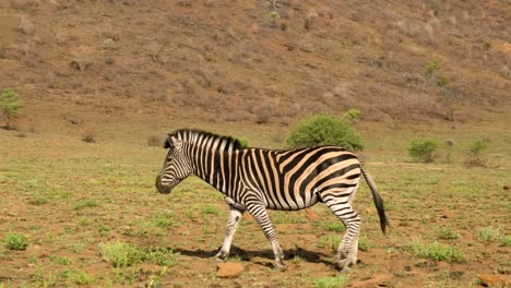 Toma-De-Seguimiento-De-Cebra-Común-Caminando-En-La-Naturaleza-En-Un-Día-Soleado,-África