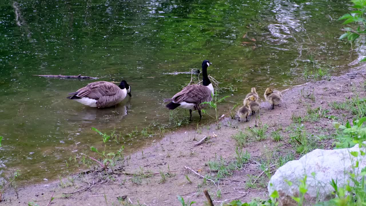Goose parents with five yellow goslings on shore of lake. Father flapping his wings