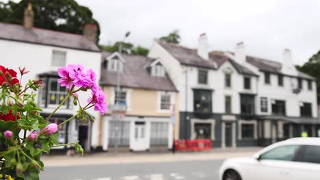 flowers in foreground, cars passing by