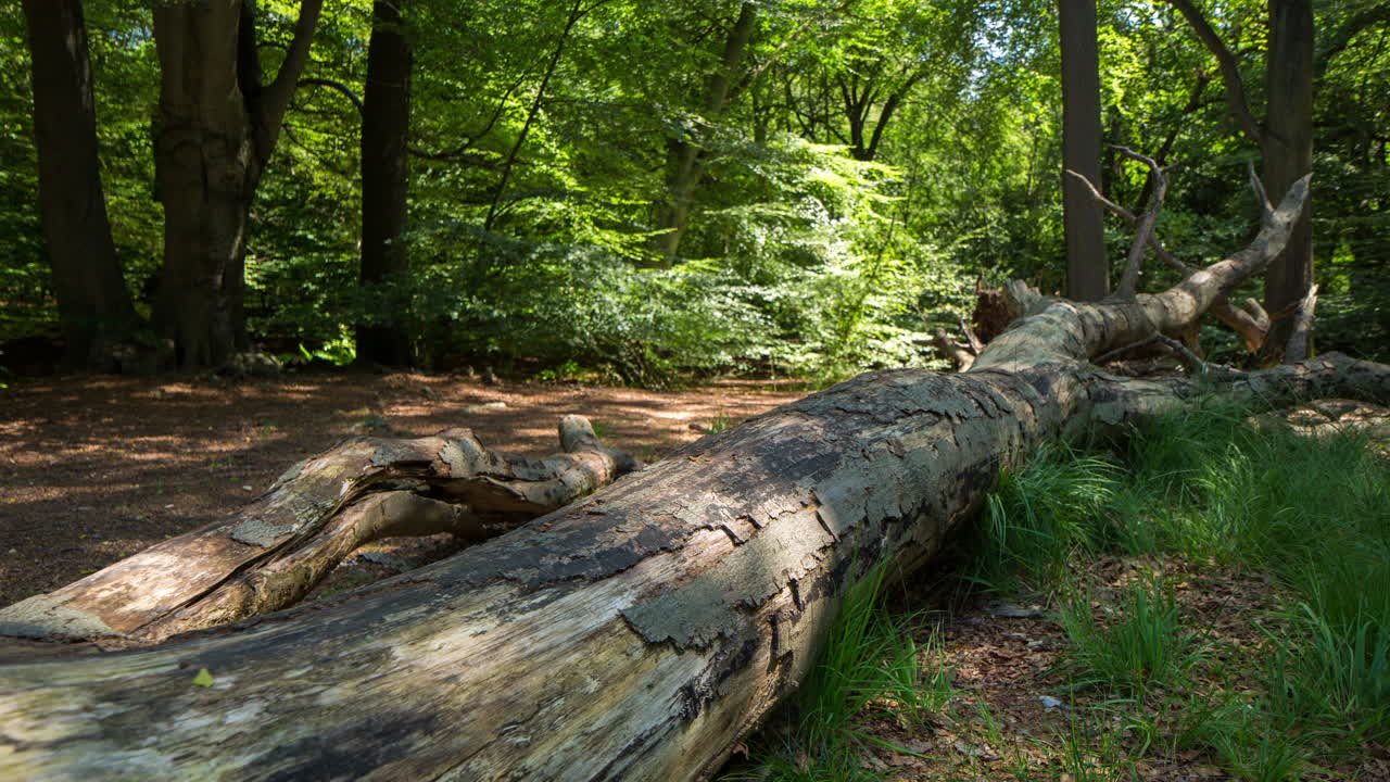 Epping ForestTL 4K 00